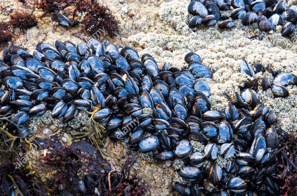 天富测速蚌类防水医用胶，以可持续的大豆油为基材